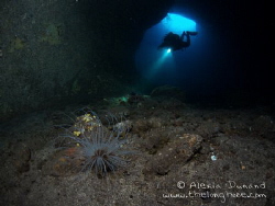 Anemone in Cueva del Diablo, El Hierro. by Alexia Dunand 